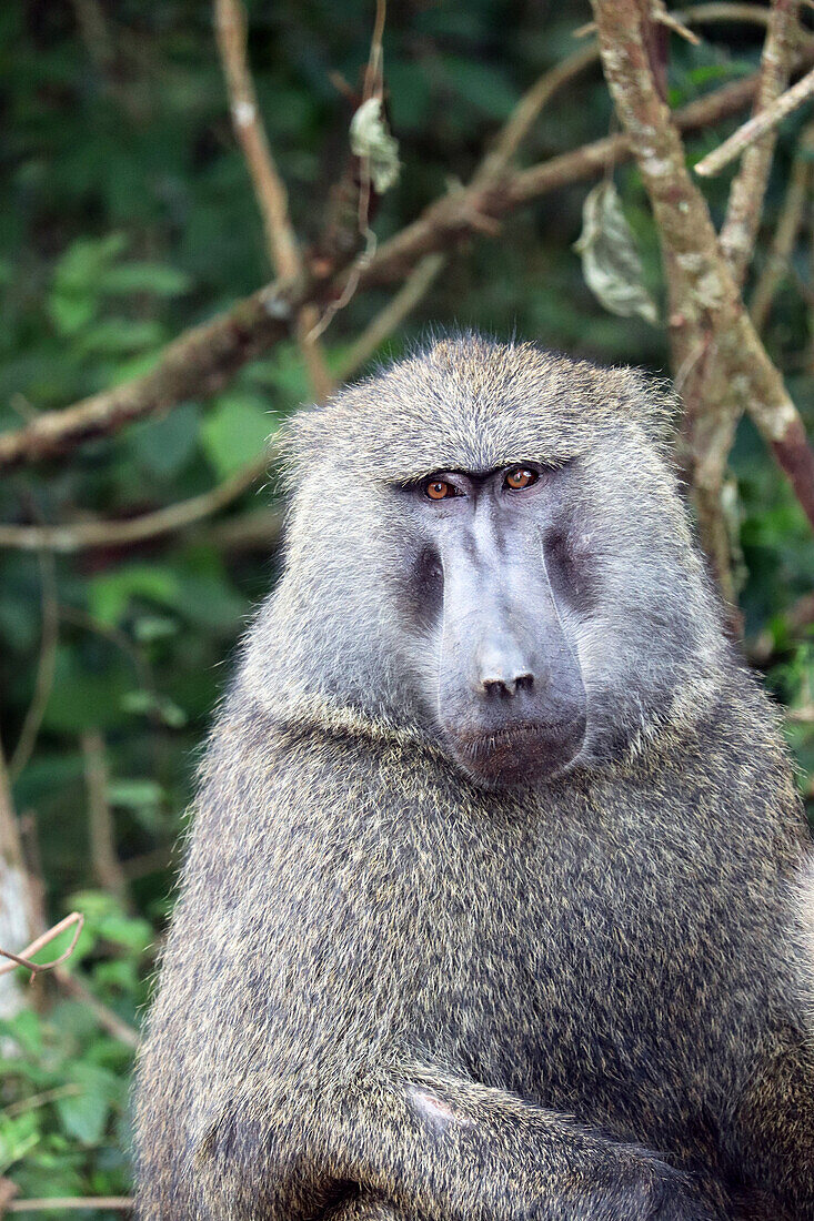 Uganda; Western Region; Murchison Falls National Park; Anubi baboon by the roadside