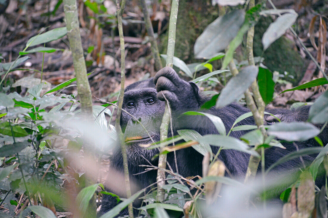 Uganda; Western Region; Kibale Nationalpark; neugieriger Schimpanse im Dickicht versteckt