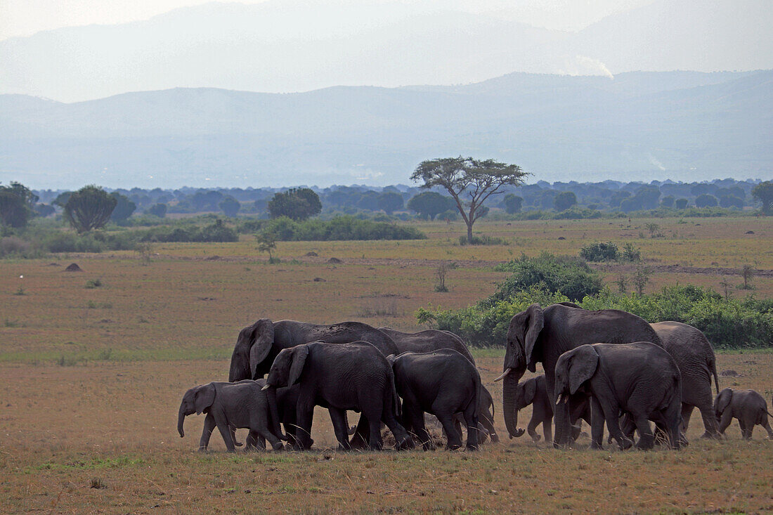 Uganda; Western Region; Queen Elizabeth Nationalpark; Elefantenherde in der Savanne 