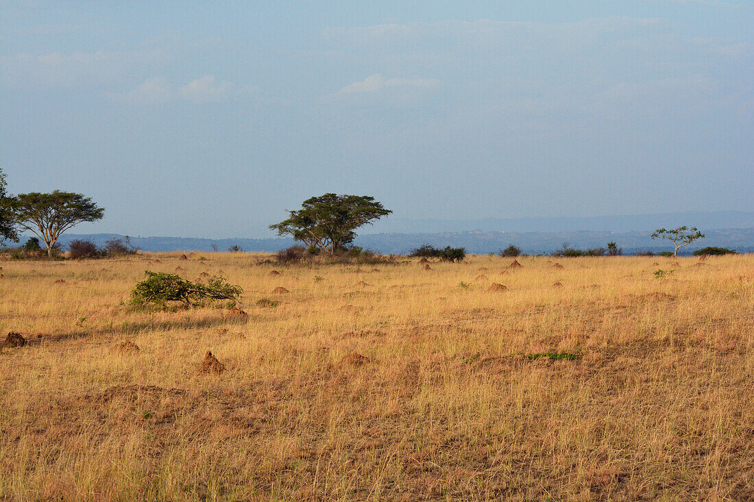 Uganda; Western Region; Queen Elizabeth Nationalpark; Ebene bei Ishasha im südlichen Teil an der Grenze zur Demokratischen Republik Kongo; Grassavanne mit Akazienbäumen;