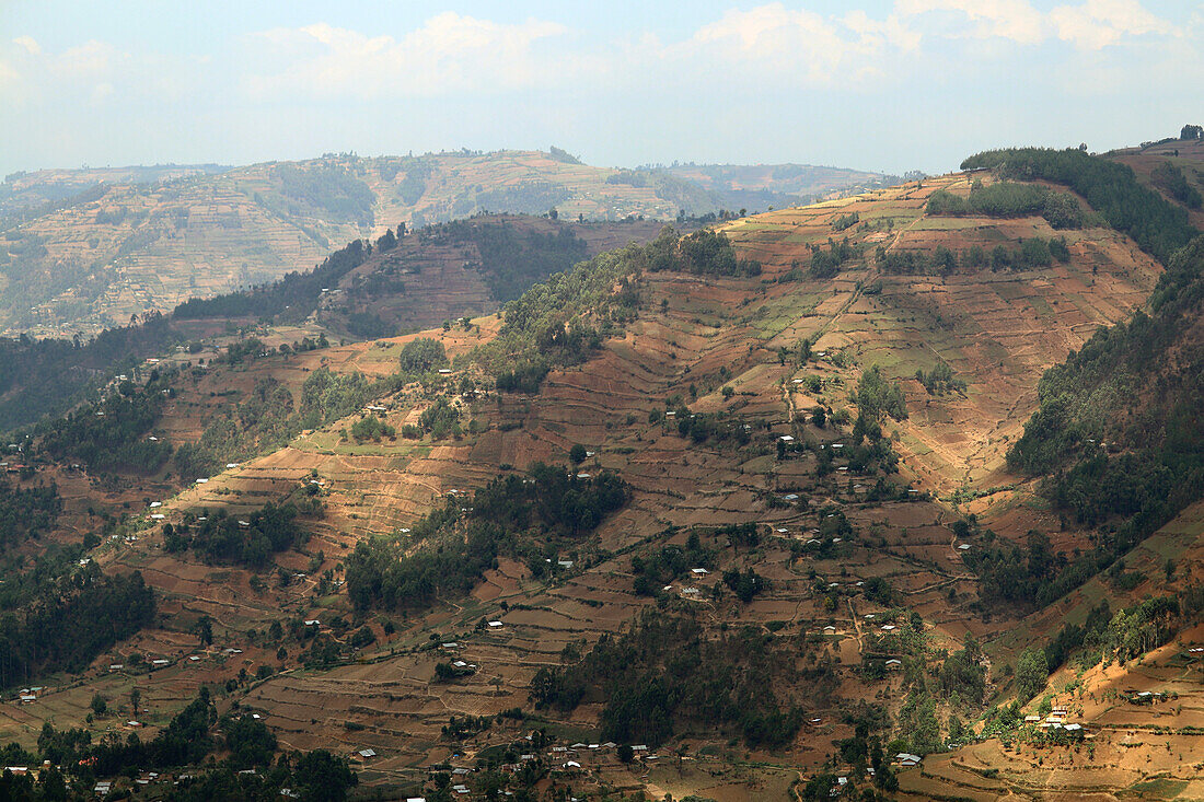 Uganda; Western Region; southern part; Terraced cultivation near the Bwindi Impenetrable Forest National Park