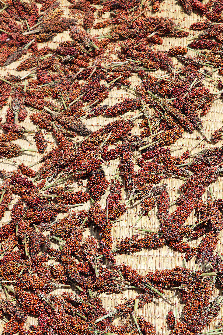 Uganda; Western Region; southwestern part; south of the Bwindi Impenetrable Forest; in the village of Ruguburi; Sorghum millet is laid out to dry on straw mats