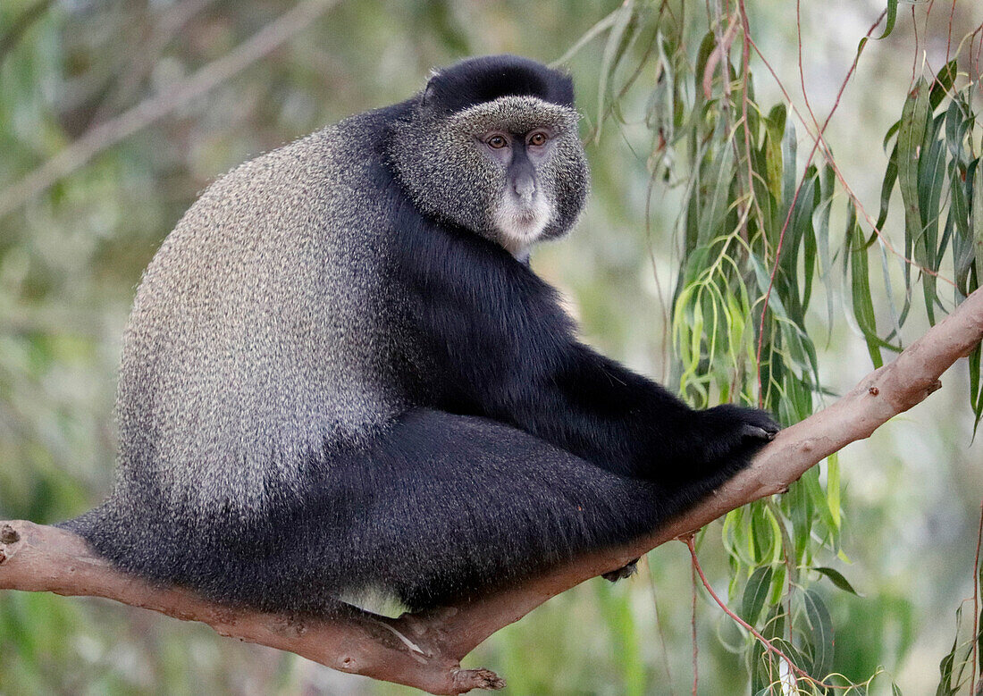 Uganda; Western Region; southwestern part; Bunyonyi Lake; curious white-throated monkey