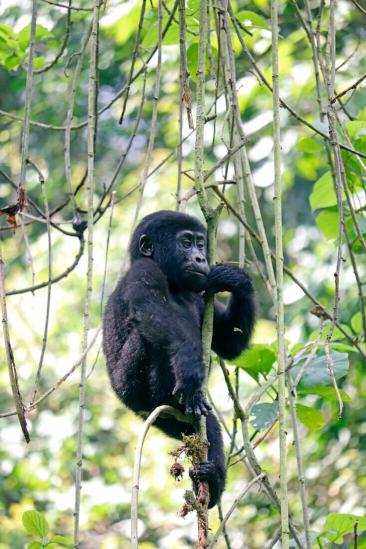 Uganda; Western Region; Bwindi Impenetrable Forest National Park; southern part near Rushaga; young mountain gorilla from the Nshongi gorilla family hanging in a tree