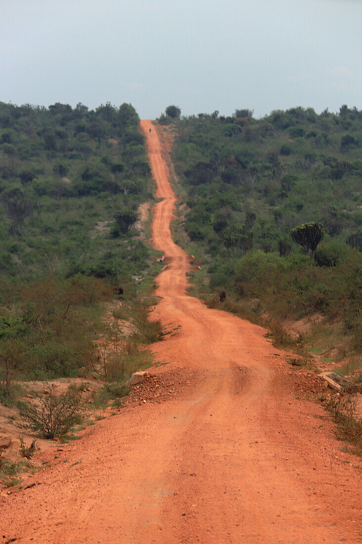 Uganda; Western Region; at Mbarara; near Lake Mburo National Park; dirt road in the bush savannah