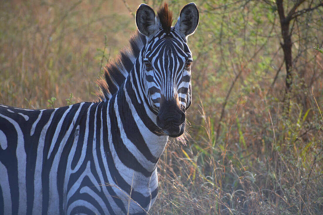 Uganda; Western Region; Lake Mburo Nationalpark; Zebra in der Morgensonne