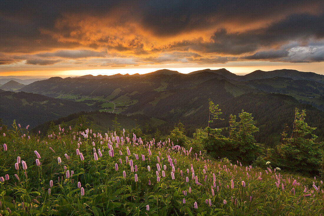 View from Riedberger Horn to the Nagelfluhkette, Allgäu Alps, Allgäu, Bavaria, Germany