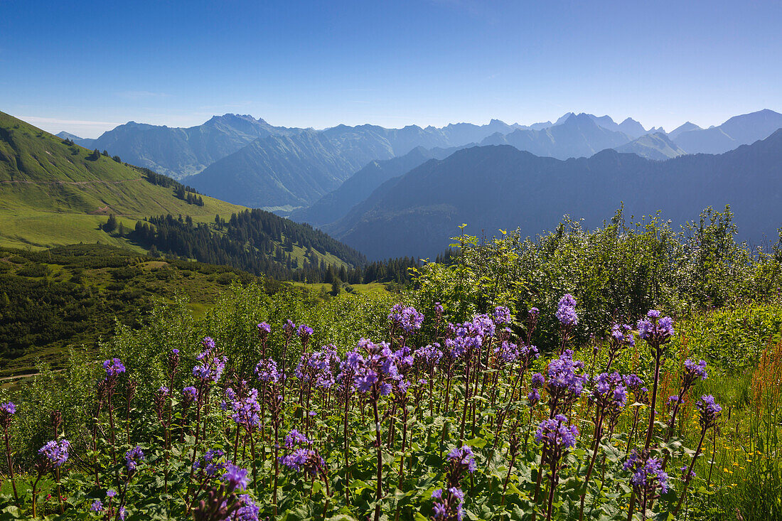 Wildflowers at Fellhorn, near Oberstdorf, Allgäu Alps, Allgäu, Bavaria, Germany
