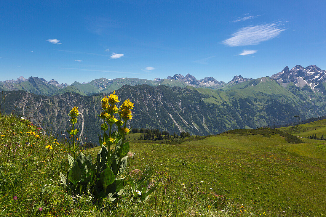 Wildflowers at Fellhorn, near Oberstdorf, Allgäu Alps, Allgäu, Bavaria, Germany