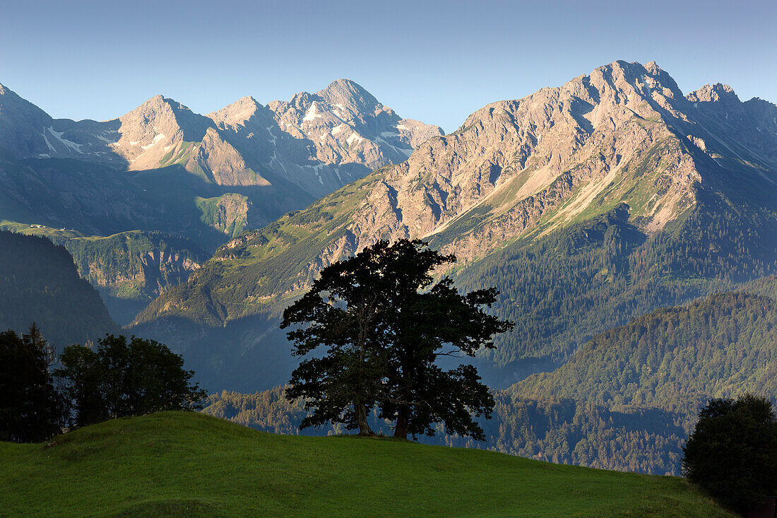 Bergahorn, Allgäuer Alpen, bei Oberstdorf, Allgäu, Bayern, Deutschland