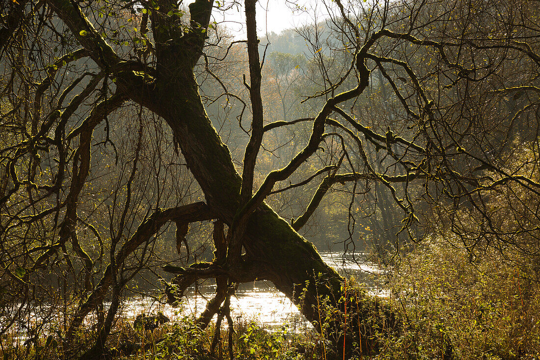 Old willow in the valley of the Kyll, Eifel, Rhineland-Palatinate, Germany