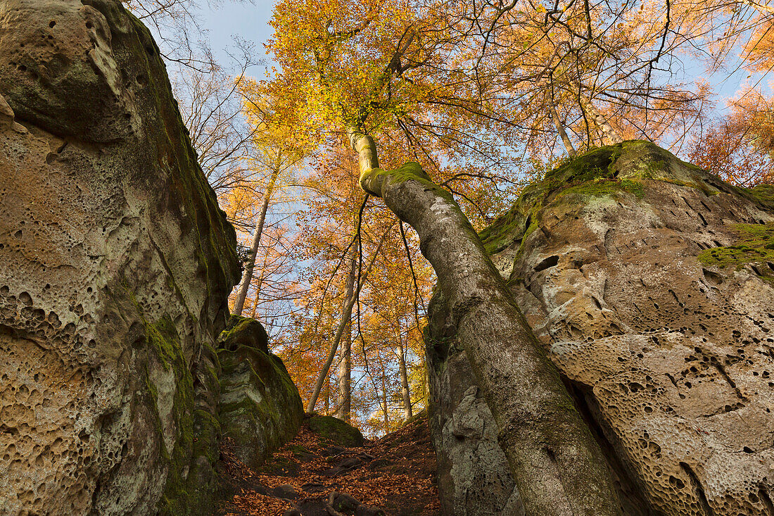 Sandsteinfelsen in der Teufelsschlucht, Eifel, Rheinland-Pfalz, Deutschland