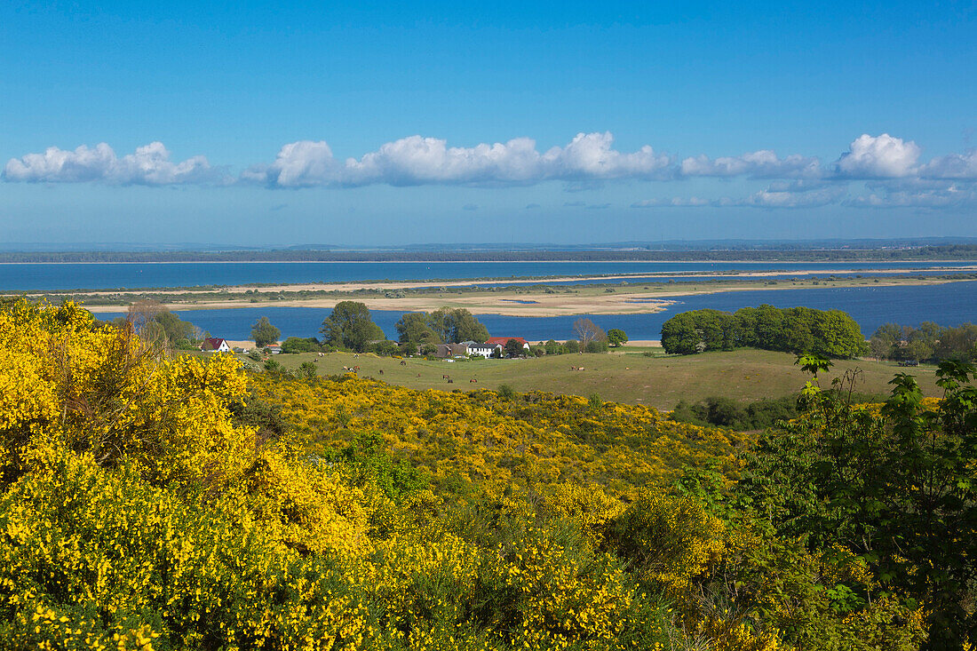 Flowering broom on the thorn bush, gorse, view over the Bodden to Rügen, Hiddensee, Baltic Sea, Mecklenburg-Western Pomerania, Germany
