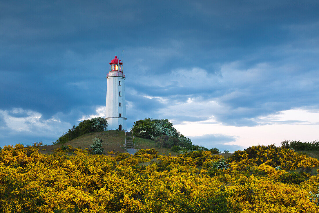 Blühender Besenginster auf dem Dornbusch, Ginster, Leuchtturm, Hiddensee, Ostsee, Mecklenburg-Vorpommern, Deutschland