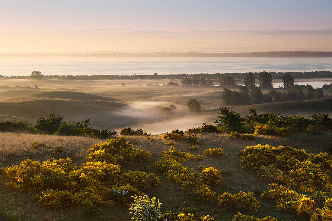 Blühender Besenginster auf dem Dornbusch, Ginster, Blick über den Bodden nach Rügen, Hiddensee, Ostsee, Mecklenburg-Vorpommern, Deutschland