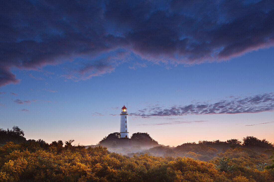 Blühender Besenginster auf dem Dornbusch, Ginster, Leuchtturm, Hiddensee, Ostsee, Mecklenburg-Vorpommern, Deutschland