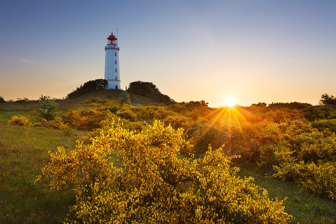 Blühender Besenginster auf dem Dornbusch, Ginster, Leuchtturm, Hiddensee, Ostsee, Mecklenburg-Vorpommern, Deutschland