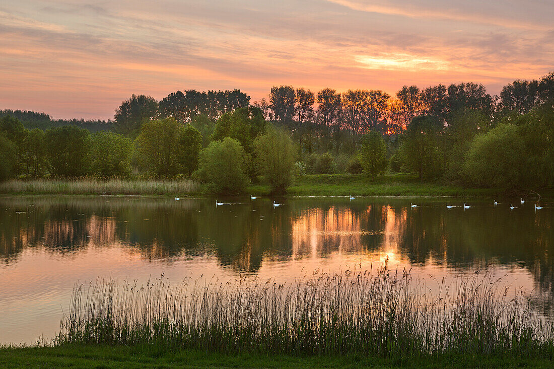 Morning mood, swans on an oxbow lake of the Rhine, Lower Rhine, North Rhine-Westphalia, Germany