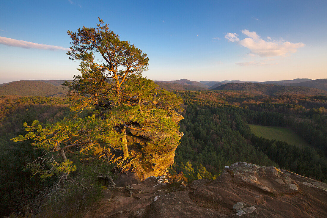 Pine trees on the sandstone cliffs, Dahner Felsenland, Palatinate Forest, Rhineland-Palatinate, Germany