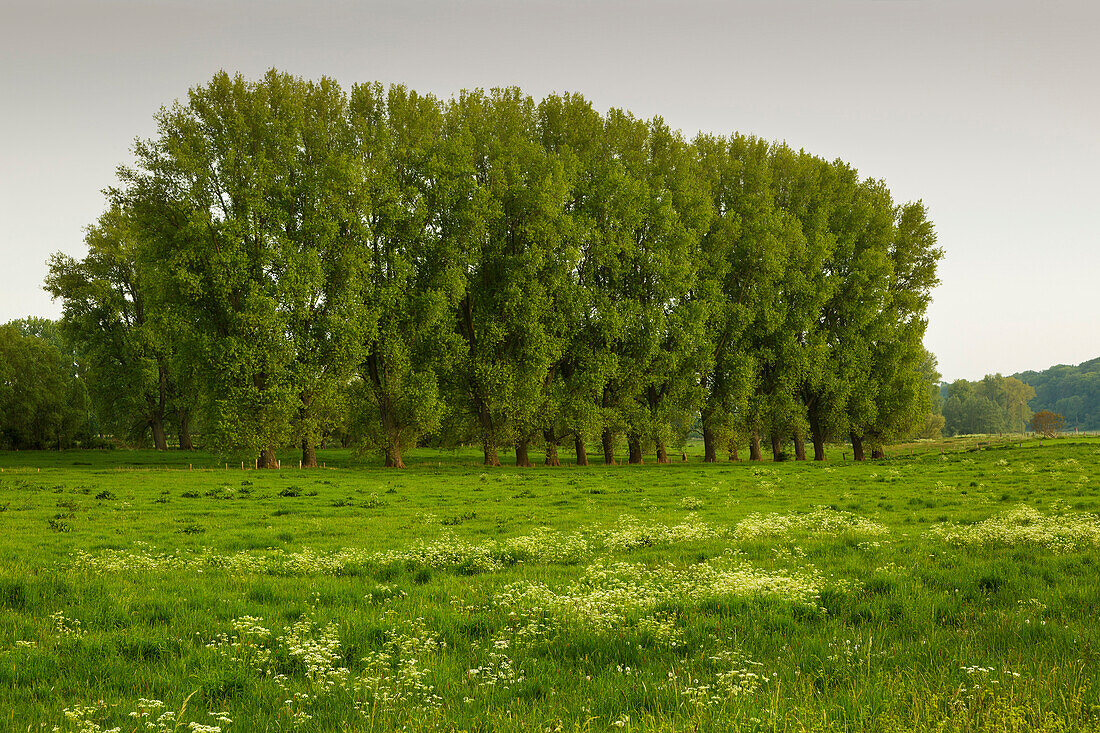 Poplars, Lower Rhine, North Rhine-Westphalia, Germany