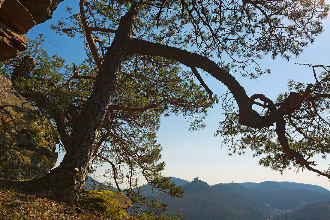 Pine on the sandstone rock, view to Trifels Castle, near Annweiler, Palatinate Forest, Rhineland-Palatinate, Germany