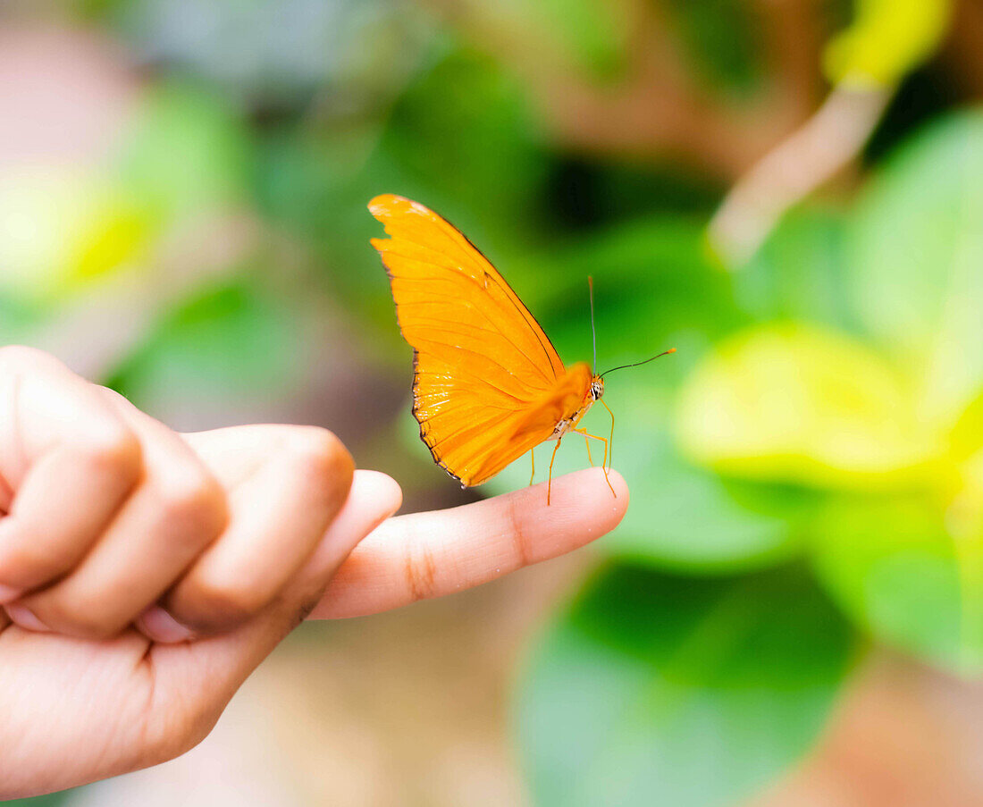 Julia Butterfly (Dryas iulia) sitting on a child's hand