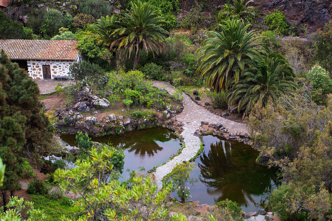 Jardin Canario Viera y Clavijo, Botanischer Garten, Tafira, Las Palmas, Gran Canaria, Kanarische Inseln, Spanien