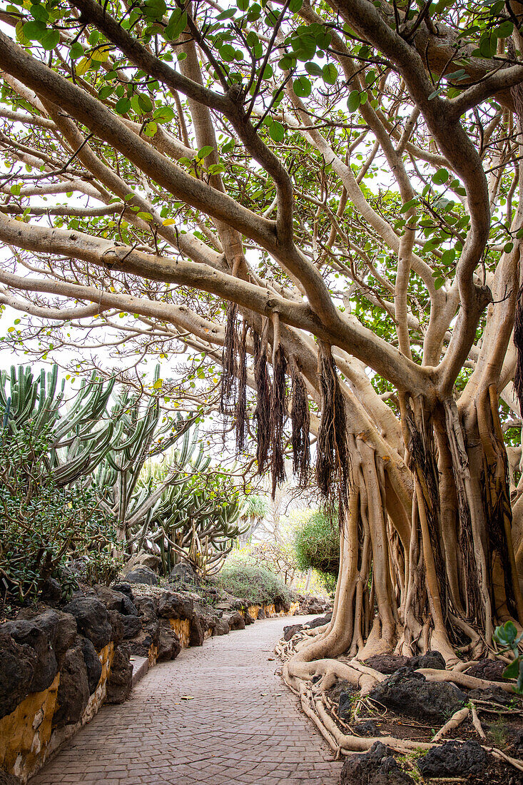 Jardin Canario Viera y Clavijo, Botanischer Garten, Tafira, Las Palmas, Gran Canaria, Kanarische Inseln, Spanien