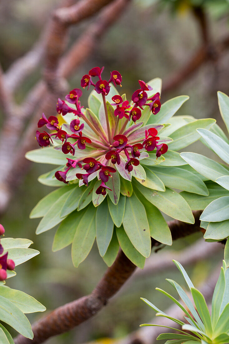 Jardin Canario Viera y Clavijo, Botanischer Garten, Tafira, Las Palmas, Gran Canaria, Kanarische Inseln, Spanien