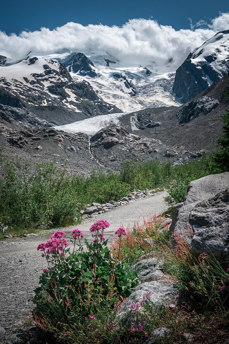 Hiking trail with flowers on the Morteratsch Glacier in the Engadin in the Swiss Alps in summer