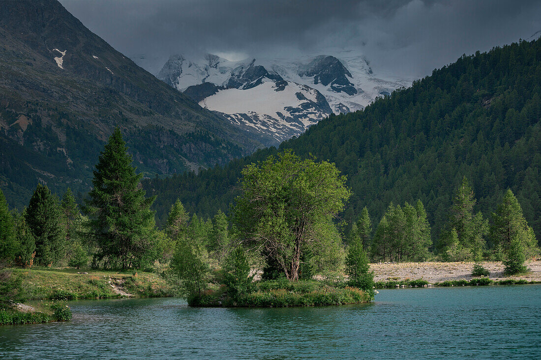 Bergsee mit Baum auf Insel vor verschneiten Berggipfeln des Morteratsch Gletscher im Engadin in den Schweizer Alpen\n