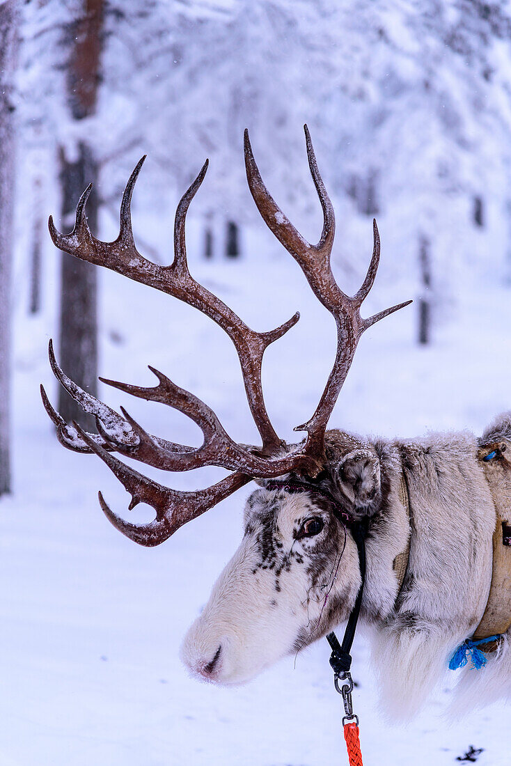 Reindeer tour for tourists at Levi, Finland