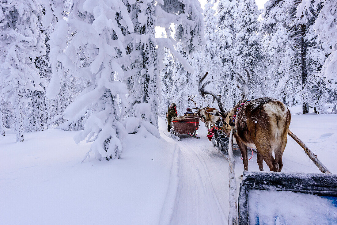 Rentiertour für Touristen bei Levi, Finnland