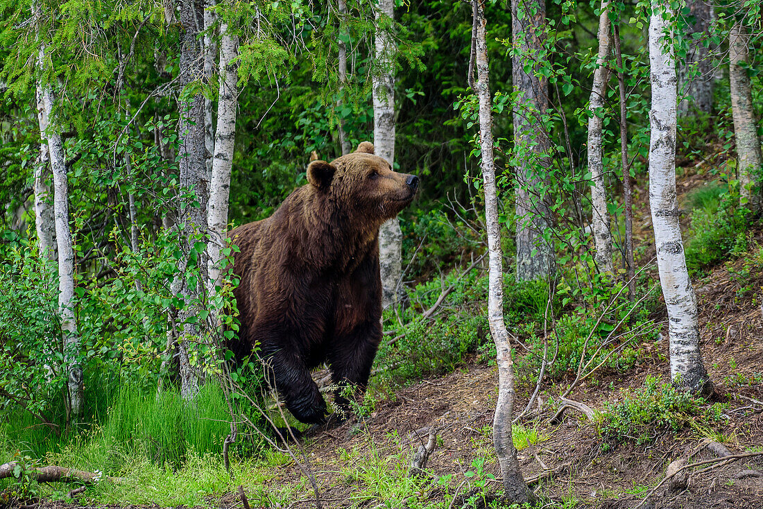 Bear Safari in Kuusamo, Finland