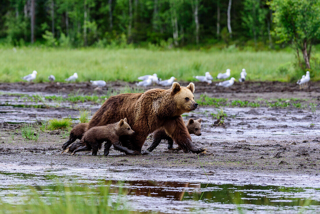 Bärensafari in Kuusamo, Finnland