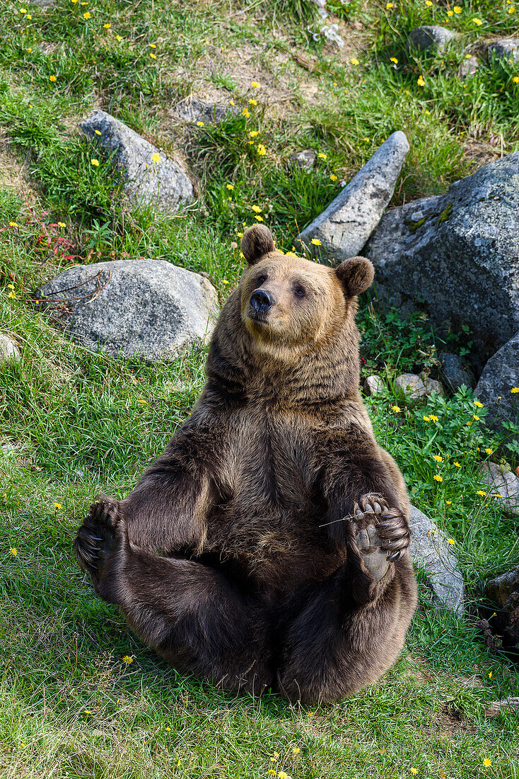 Brown bear, Animals in Ranua Wildlife Park, Lapland, Finland