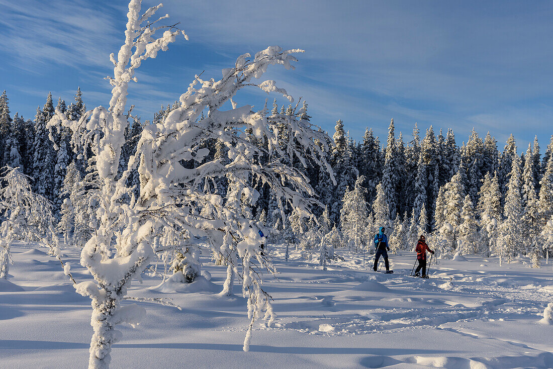 Hike to Kuertunturi, landscape near Aekaeslampolo, snowshoeing shore, Aekaeslampolo, Finland