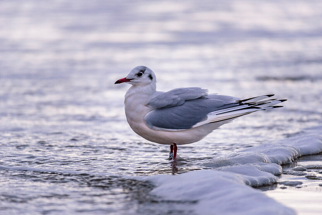 Seagull on the beach, Travemünde, Bay of Lübeck, Schleswig Holstein, Germany