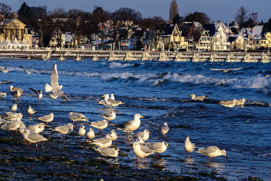 Seagulls on the beach with villas in the background, Travemünde, Bay of Lübeck, Schleswig Holstein, Germany