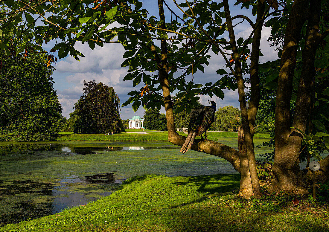 Auf der Blumeninsel Siebenbergen in der Karlsaue in Kassel mit Blick auf die Schwaneninsel, Kassel, Hessen, Deutschland