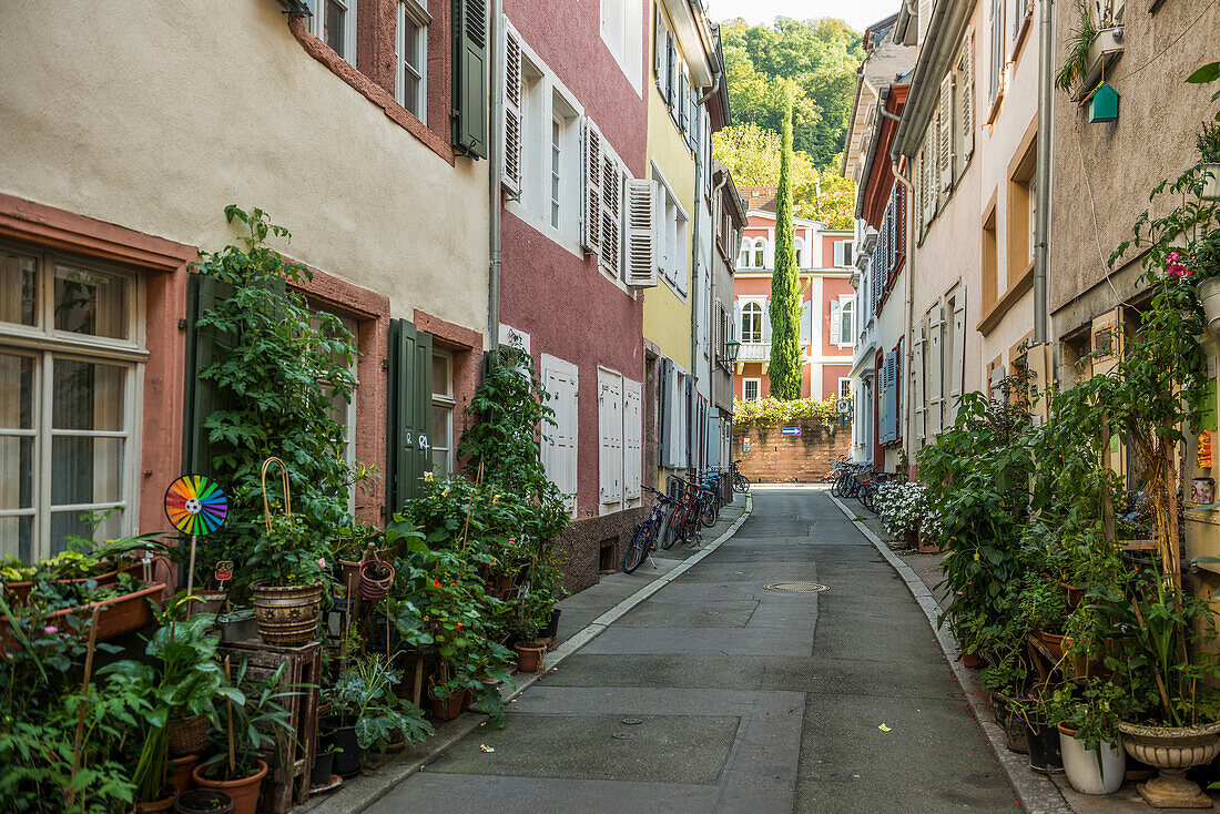 Gasse mit Blumen in der Altstadt, Heidelberg, Baden-Württemberg, Deutschland