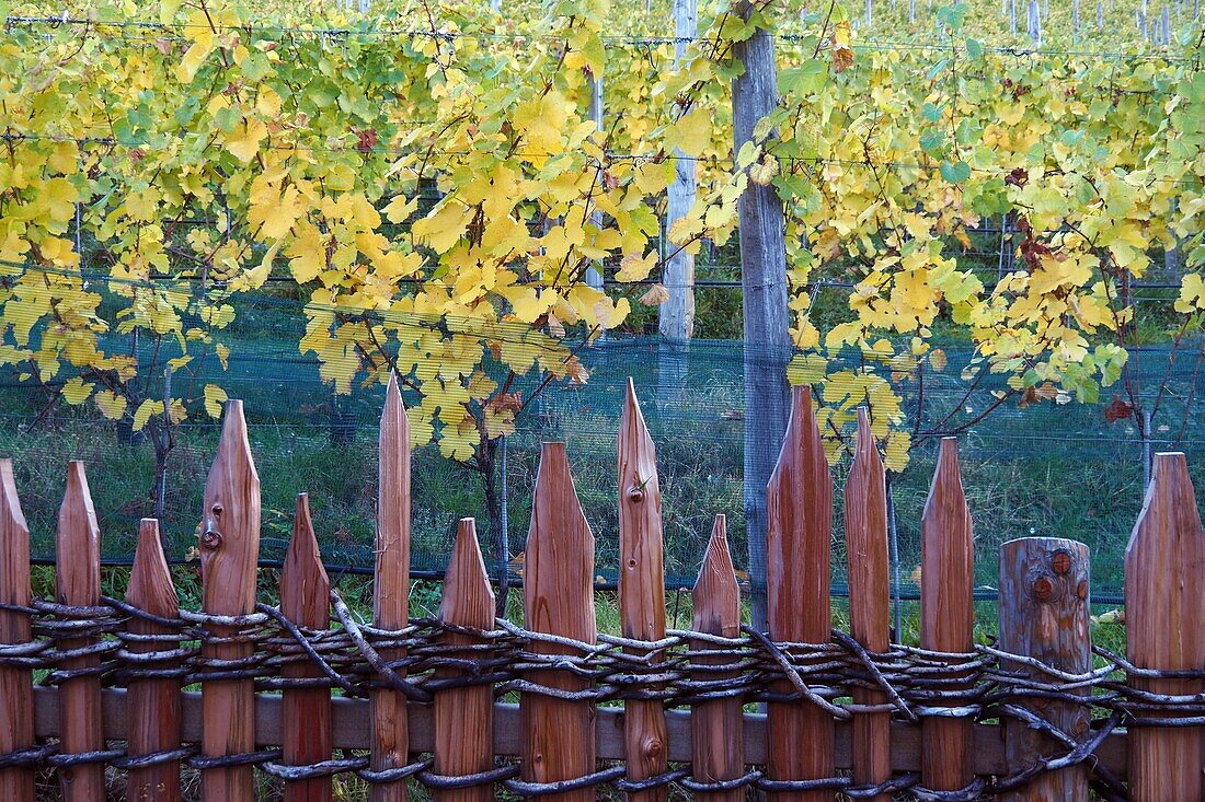 Vineyards at the Gscheibter Turm, Bolzano, South Tyrol, Italy