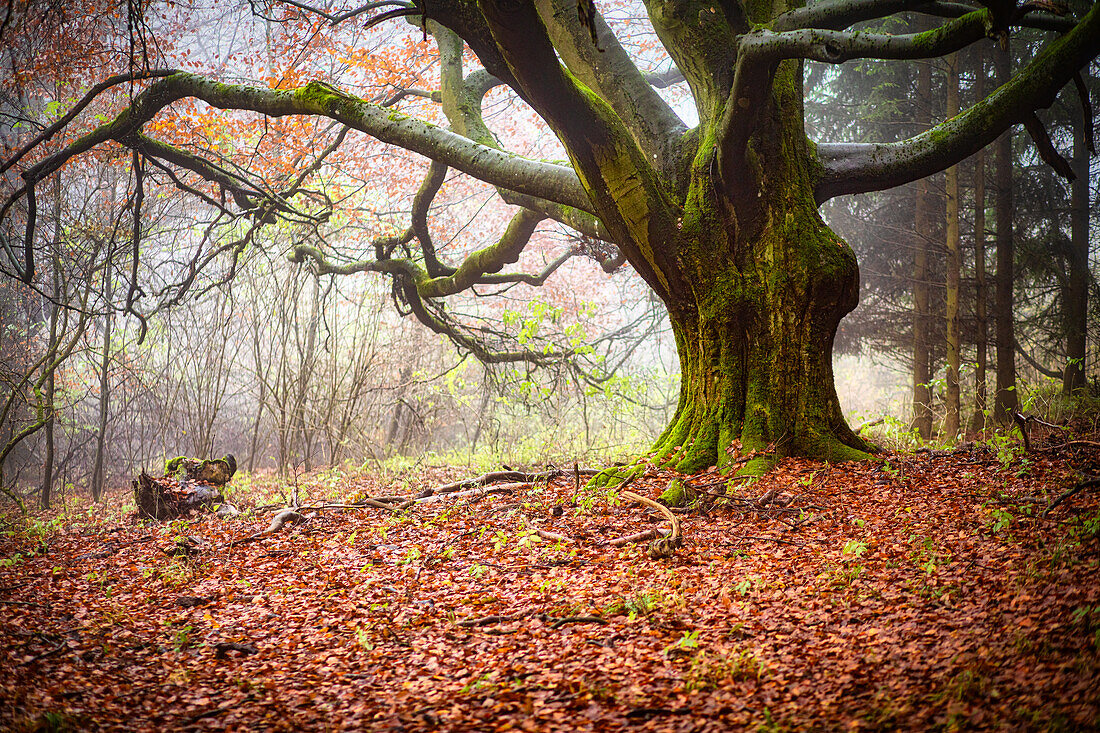 Foggy autumn mood in the Hutewald near Kaltenwestheim, Kaltennordheim, Schmalkalden-Meinigen, Thuringia, Germany, Europe