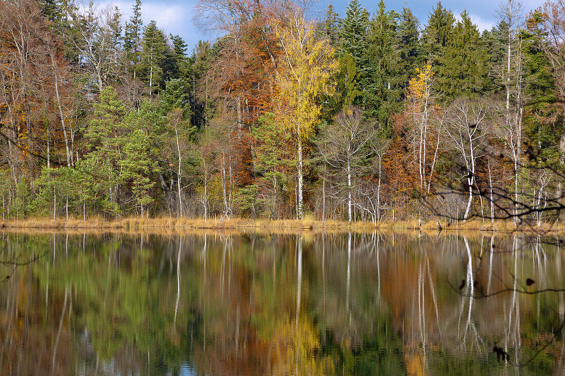 Naturschutzgebiet; Eggstätt-Hemhofer-Seenplatte; Kesselsee, Herbstfärbung, Bayern, Deutschland