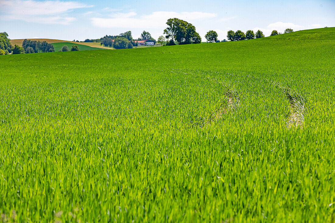 Vilstal, hilly landscape, green wheat field