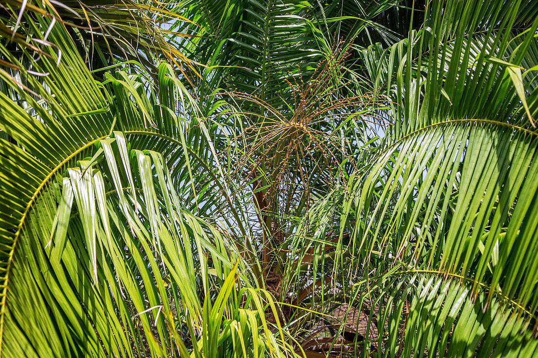Romanzoffian coconut palm, Syagrus romanzoffiana