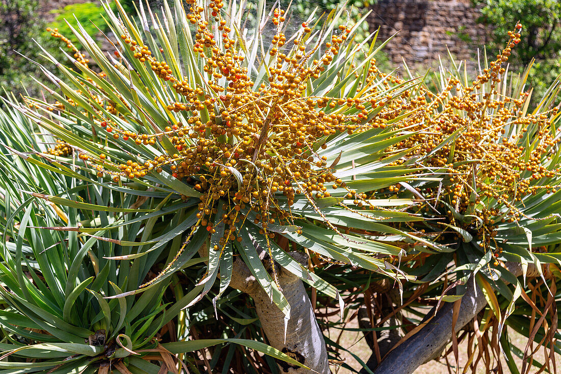 Drachenbaum, Dracaena draco L.