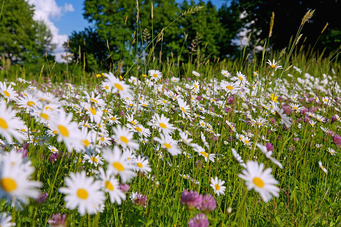 Flora, flower meadow, daisies, meadow clover, buttercups