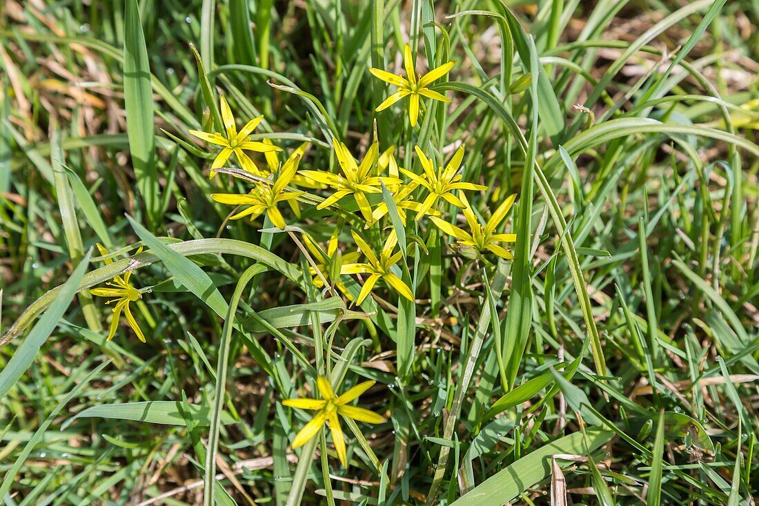 Meadow Yellow Star, Gagea pratensis in the Altmühltal