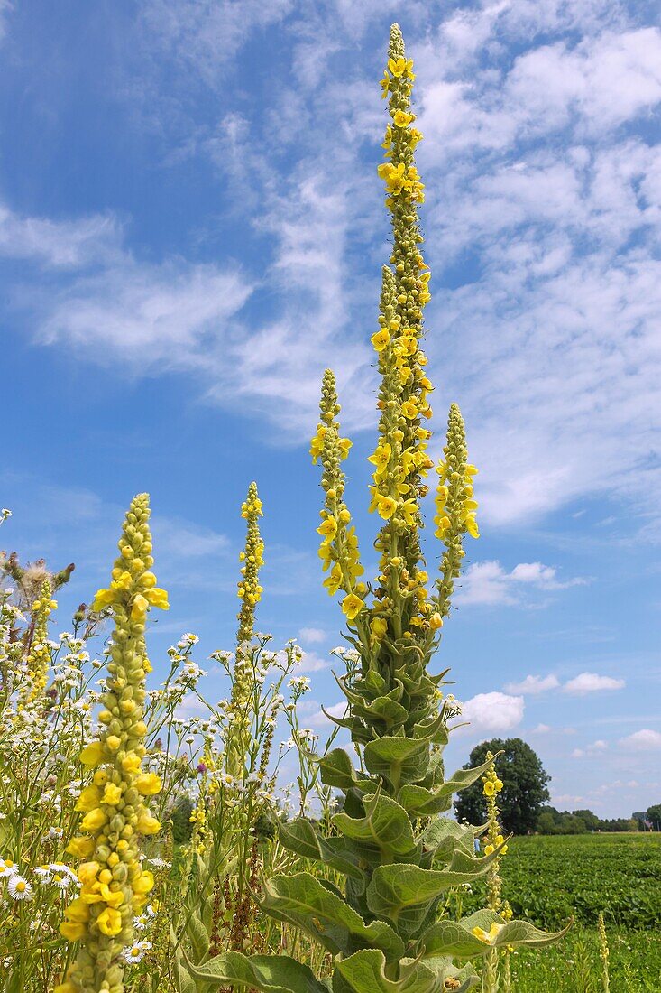 Mullein, Verbascum